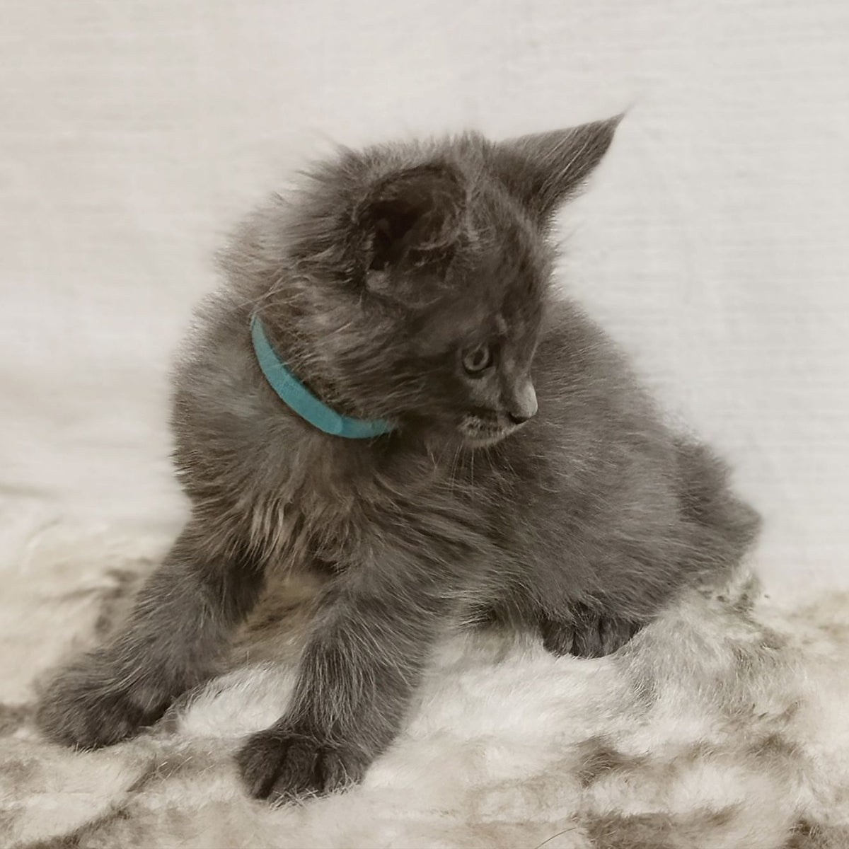 Favorite Maine Coon male, blue silver