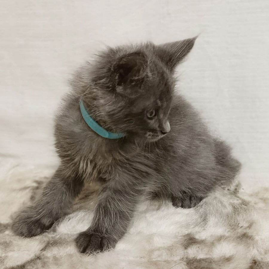 Favorite Maine Coon male, blue silver