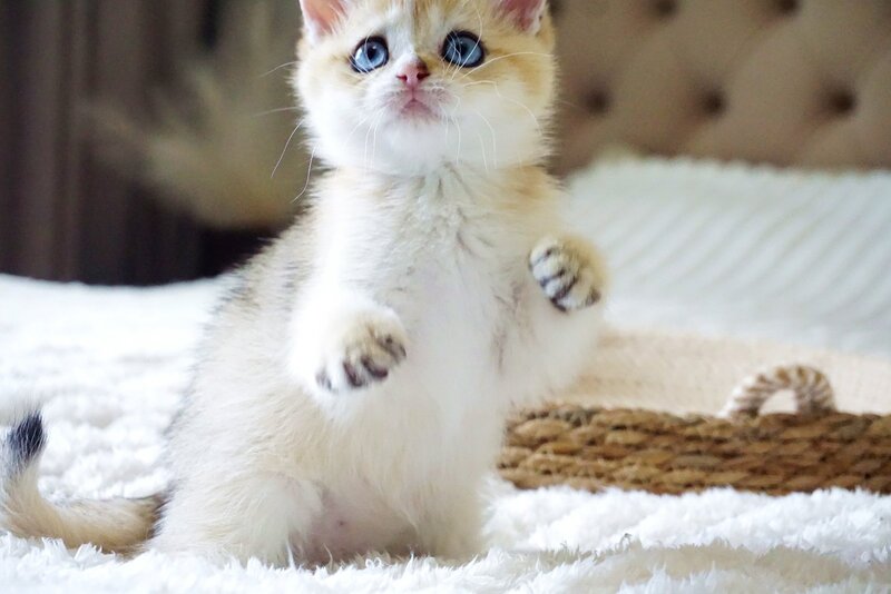 Gabi British Shorthair female, black golden shaded with white
