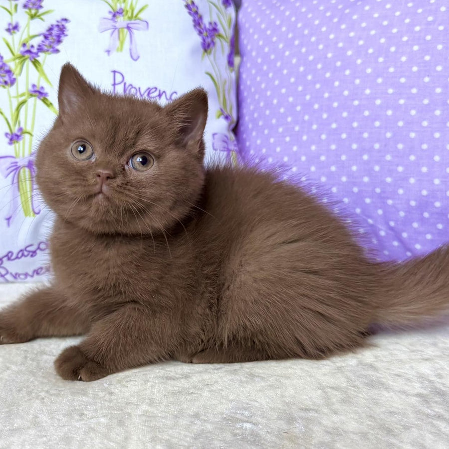 Alina British Shorthair female, cinnamon