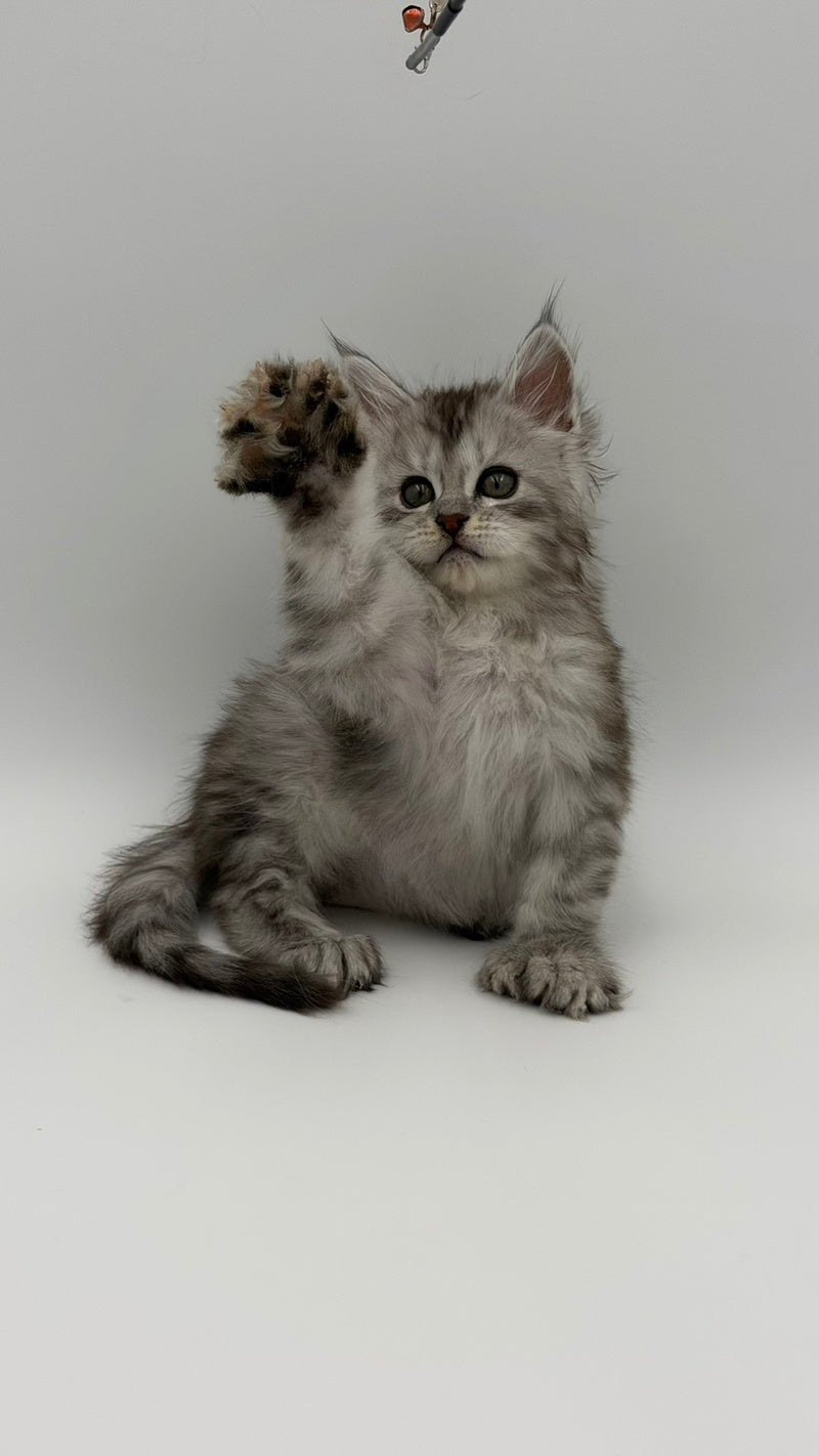 Marta Maine Coon polydactyl female, black silver spotted tabby