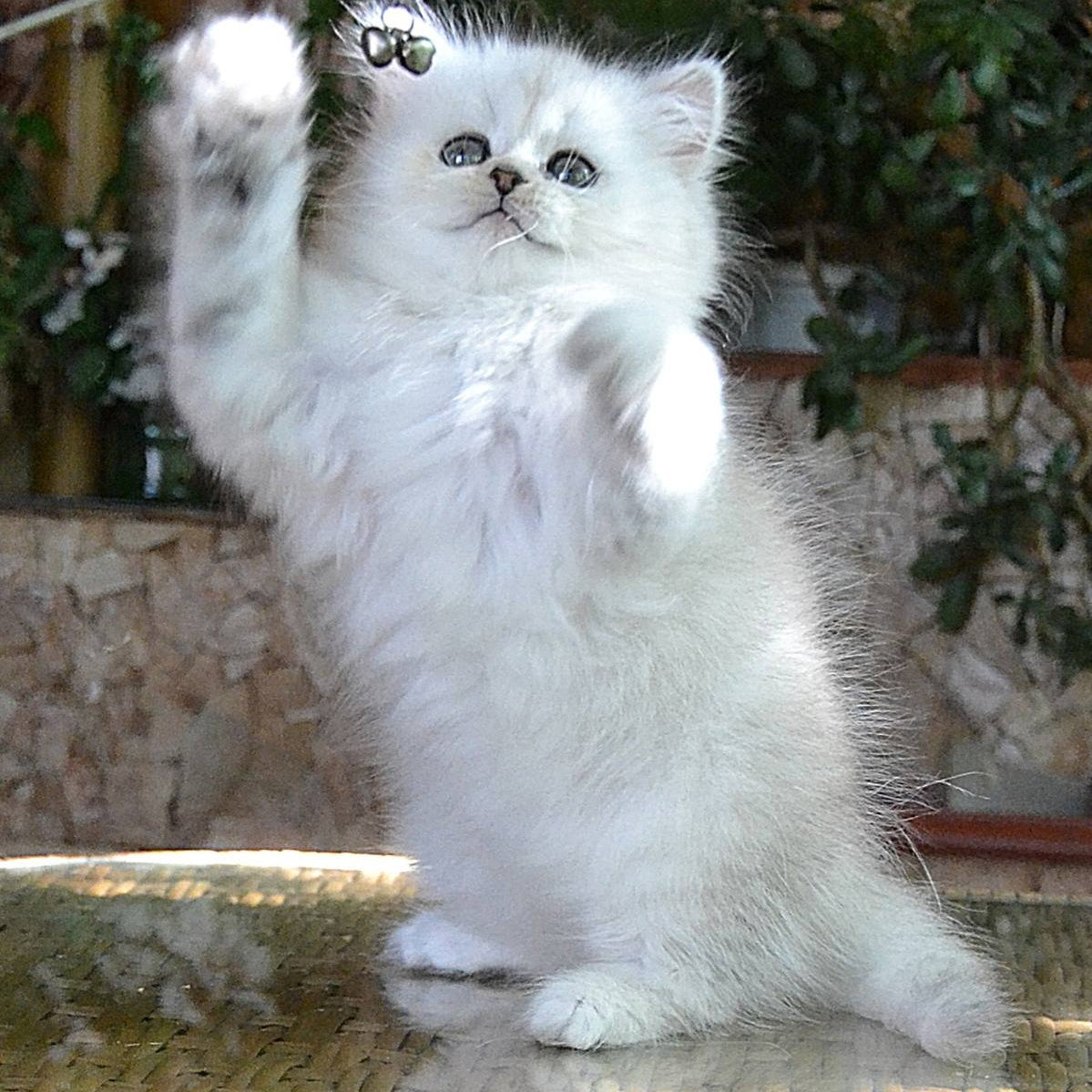 Periel British Longhair female, black silver shaded