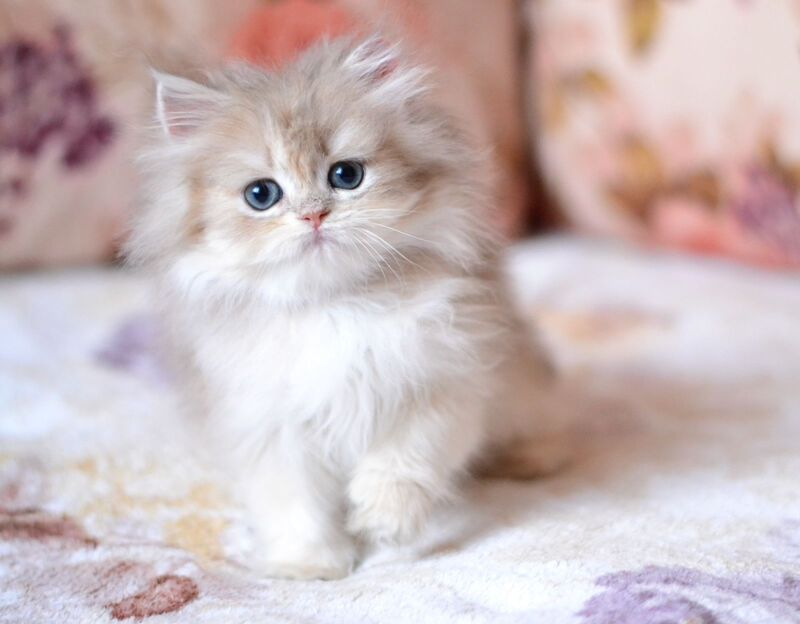 Gloria British Longhair female, blue golden shaded