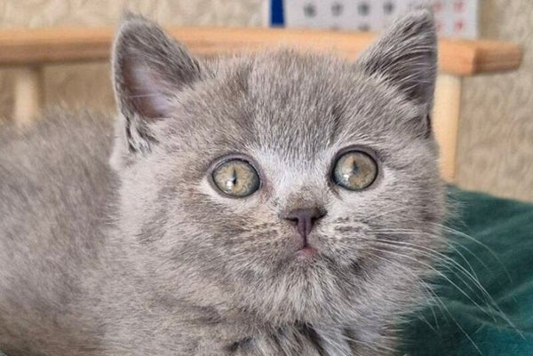Kira Scottish Straight female blue - live animals