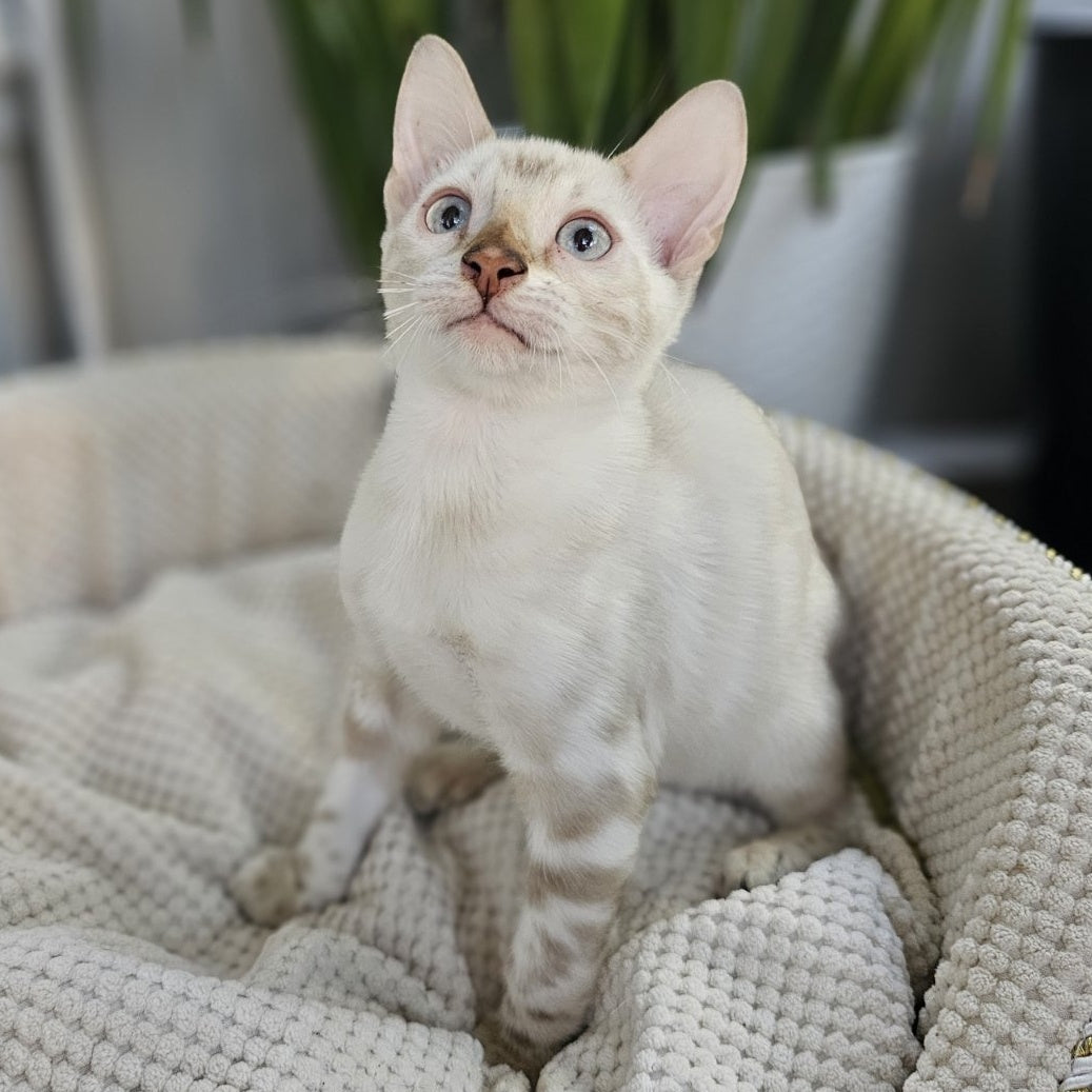 Unique Bengal male, black spotted tabby pointed
