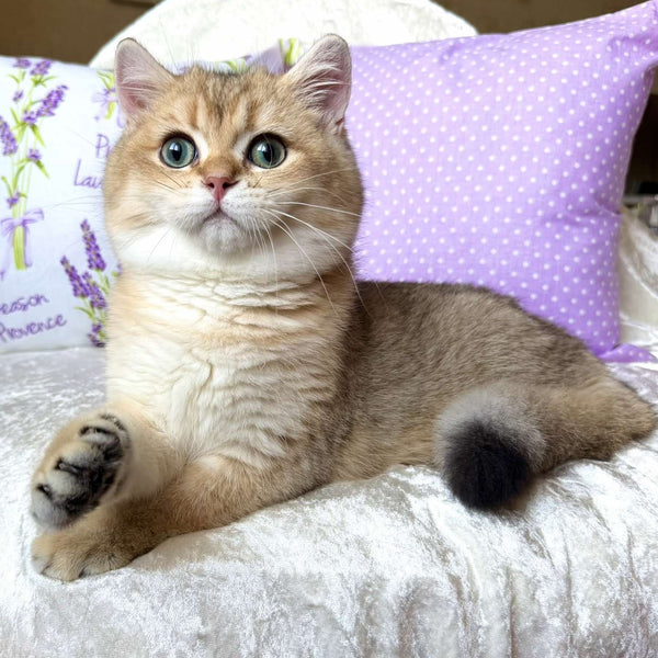 Bruno British Shorthair male, black golden shaded