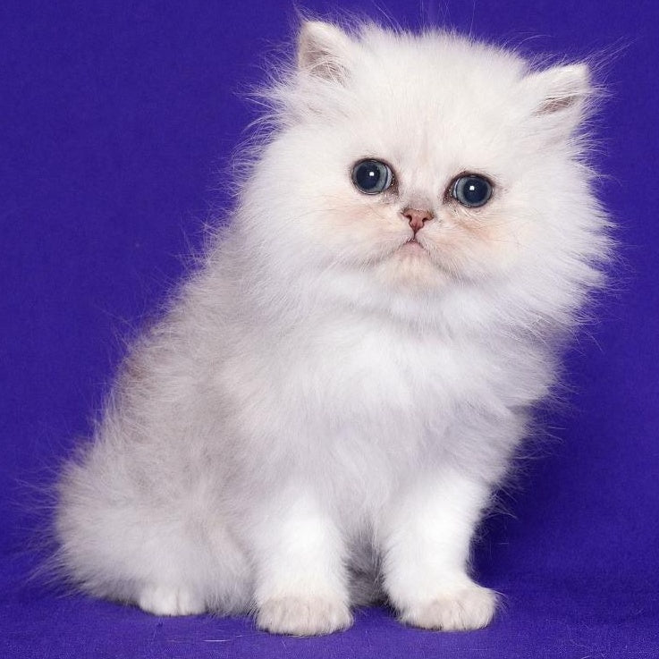Jake Persian male, black silver shaded