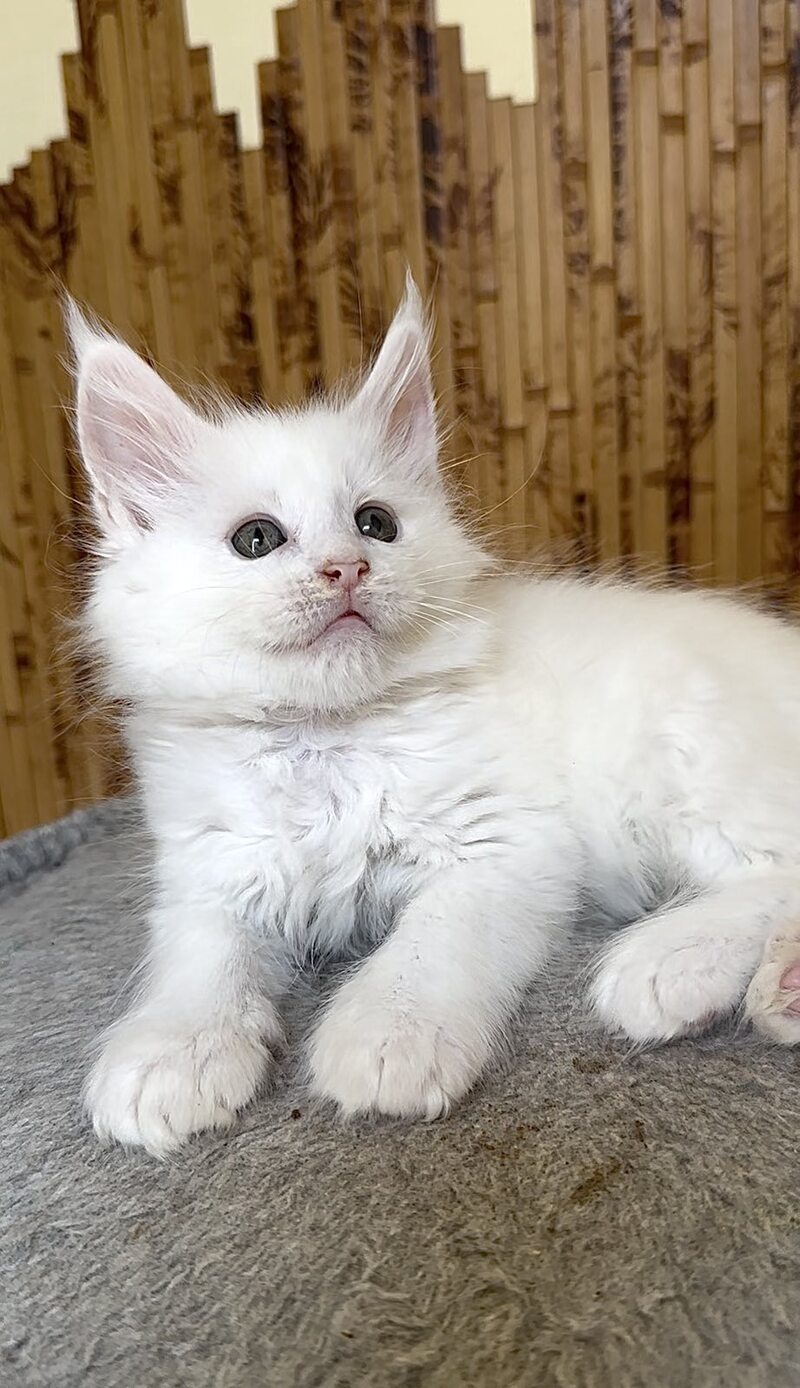Ustin Maine Coon male, white