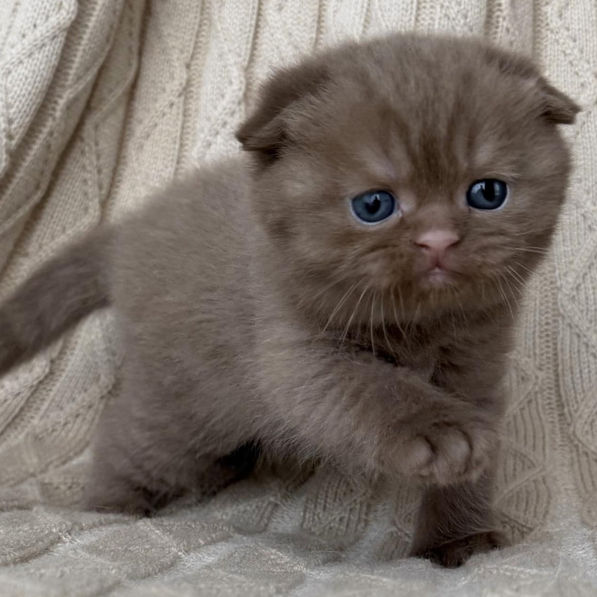 William Scottish Fold male, cinnamon