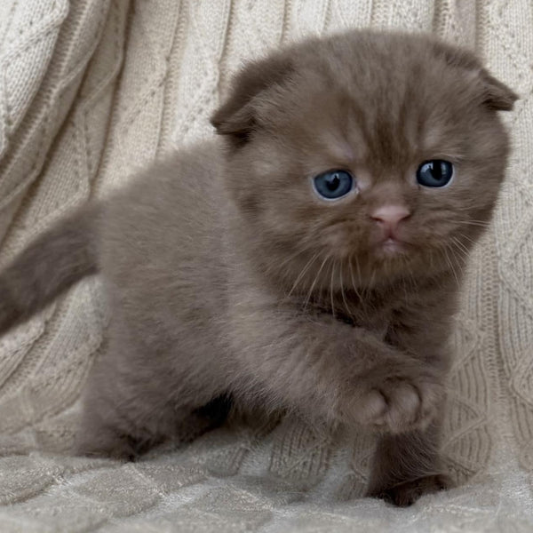 William Scottish Fold male, cinnamon