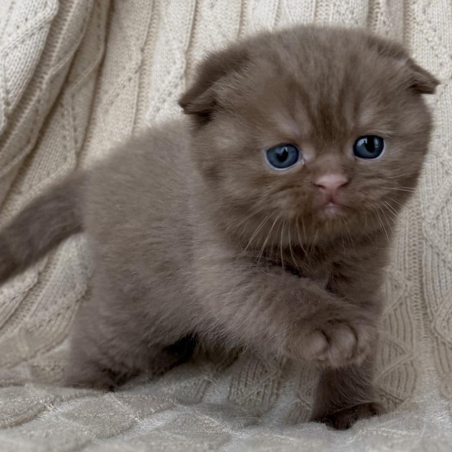 William Scottish Fold male, cinnamon
