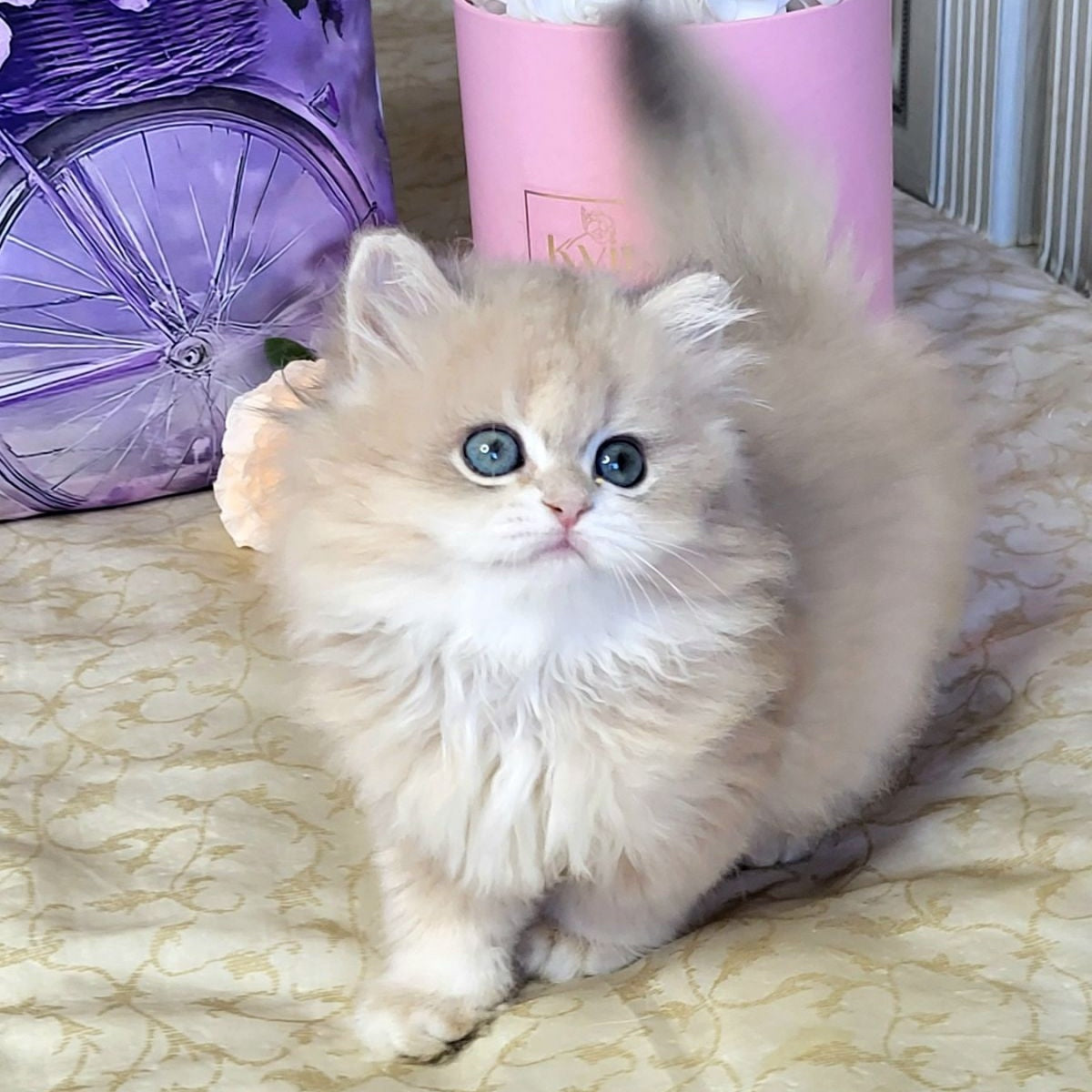 Zephyr British Longhair male, blue golden chinchilla