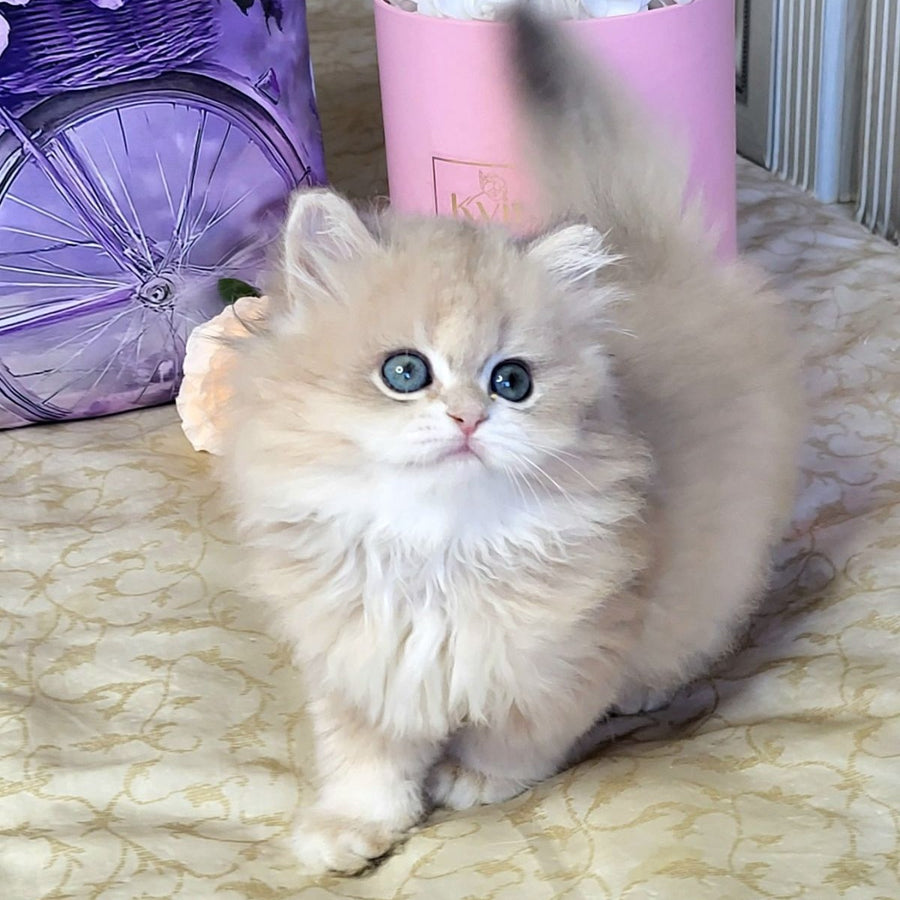 Zephyr British Longhair male, blue golden chinchilla