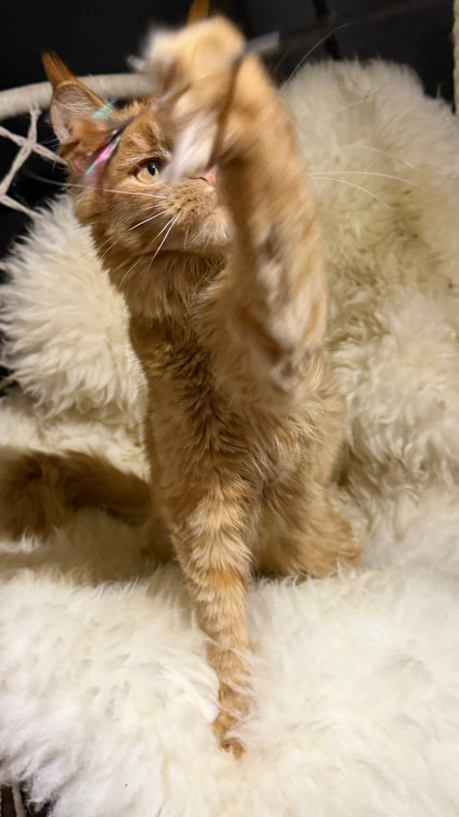 Foxy Maine Coon female, red