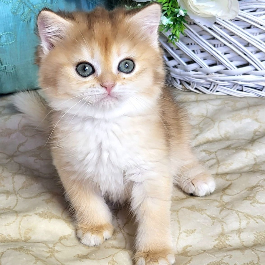 Zoya British Shorthair female, black golden shaded