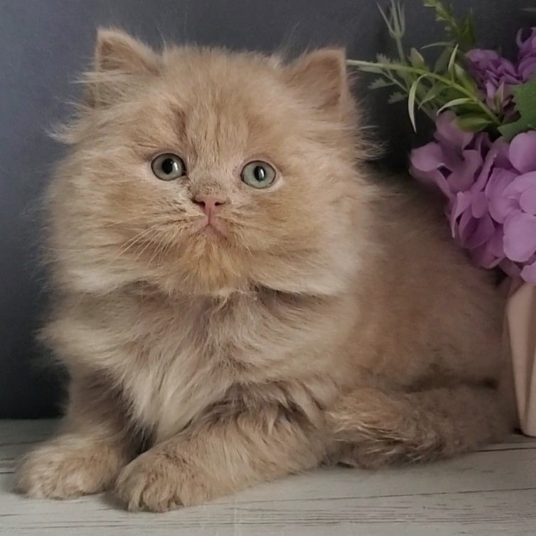 Finyk British Longhair male, fawn
