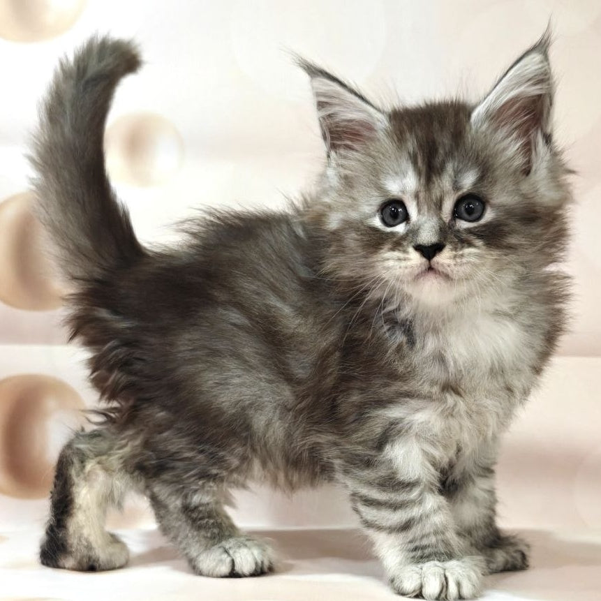Favourite Maine Coon polydactyl 6x6x6x6 male, black silver ticked tabby