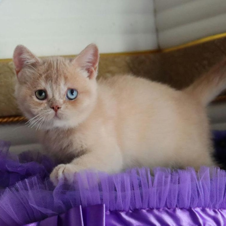 Vincento British Shorthair male, cream golden shaded