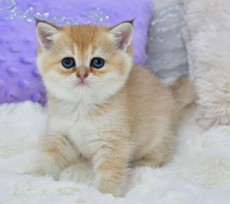 Emili British Shorthair female, black golden shaded