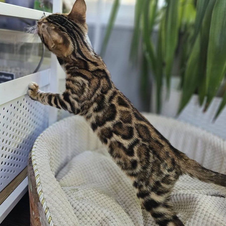Indigo Bengal male, black spotted tabby