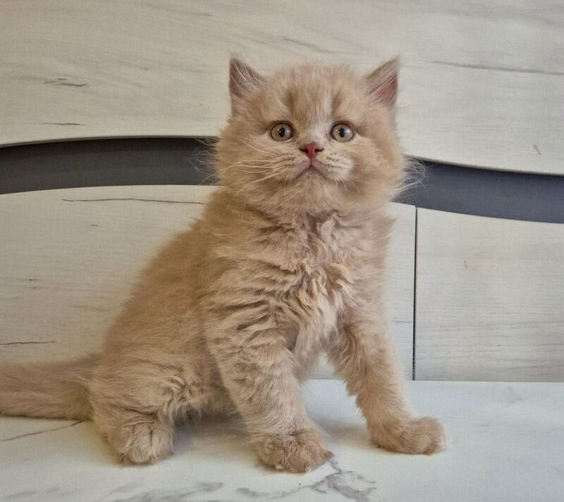 Teo British Longhair male, fawn