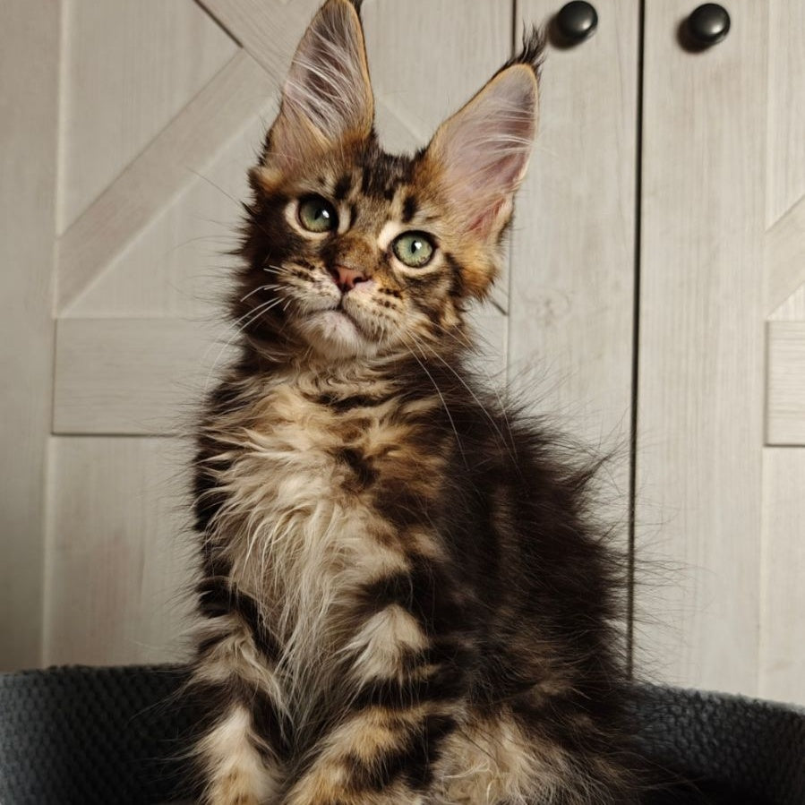 Zeppelin Maine Coon polydactyl 7x7x6x6 male, black tabby