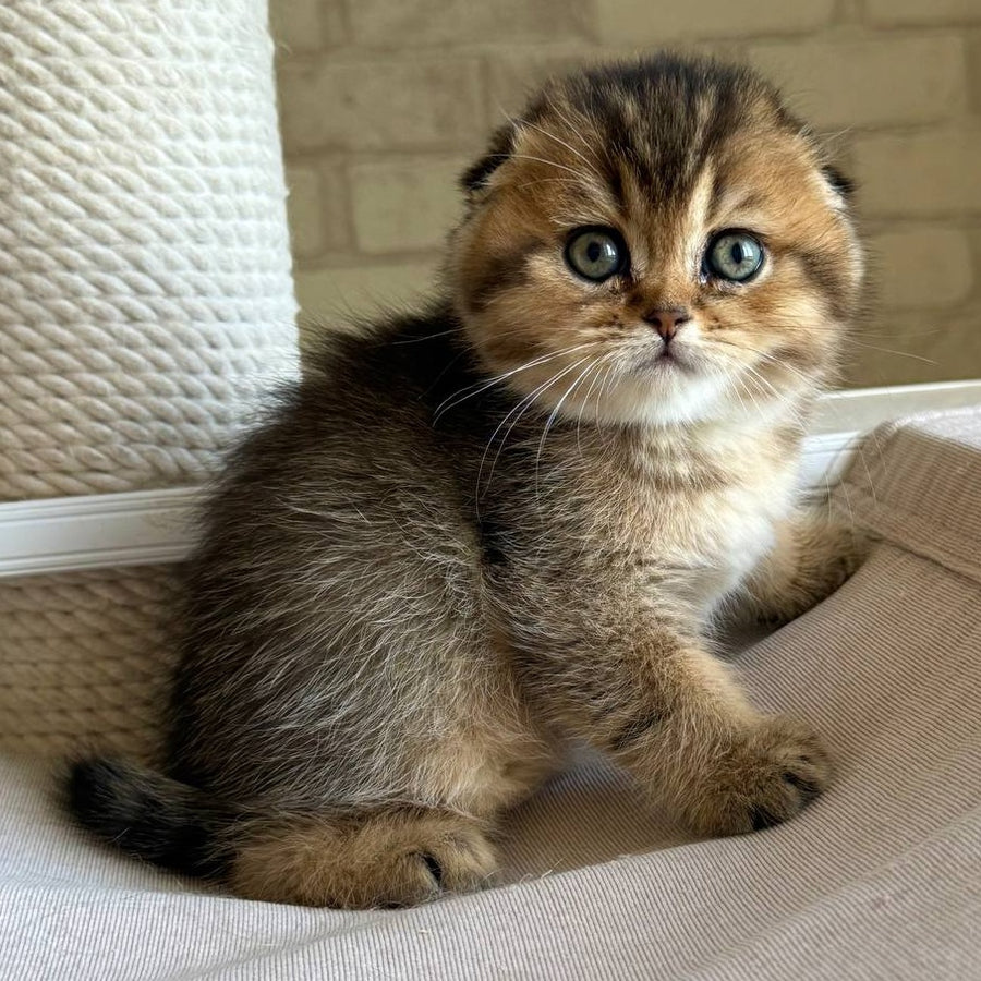Fiona Scottish Fold female, black golden ticked tabby