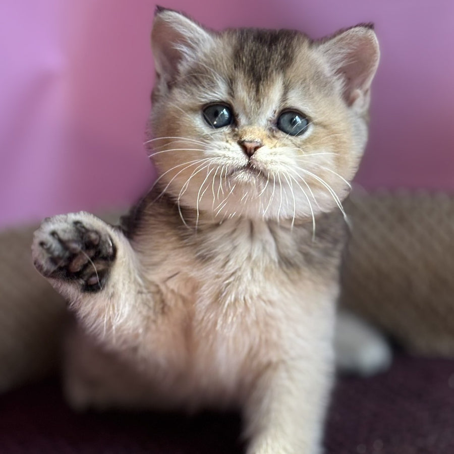 Sisi British Shorthair male, black golden ticked tabby