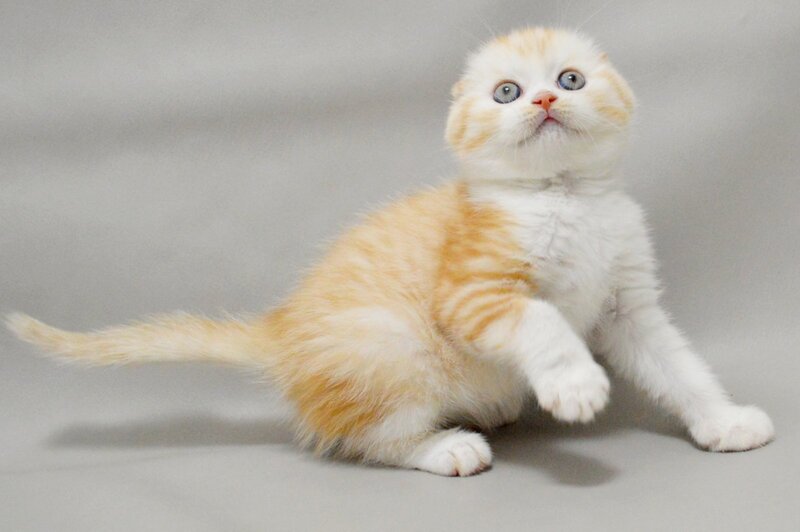 Vincent Scottish Fold male red silver spotted tabby bicolour - live animals