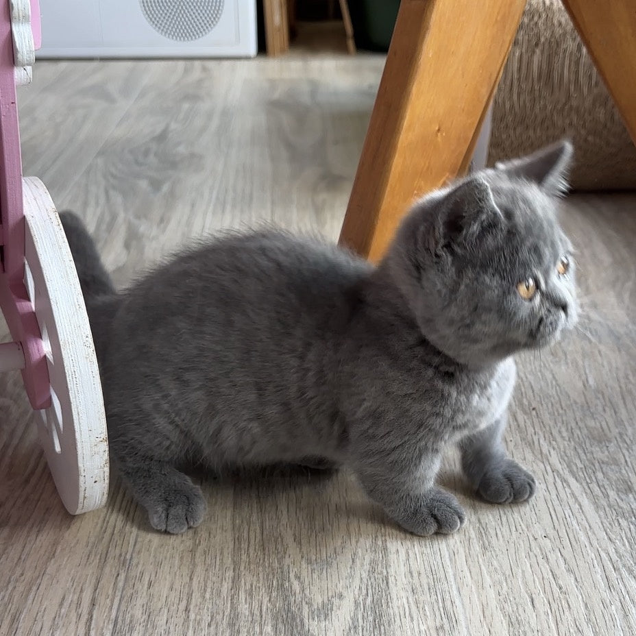 Milka Munchkin female, blue