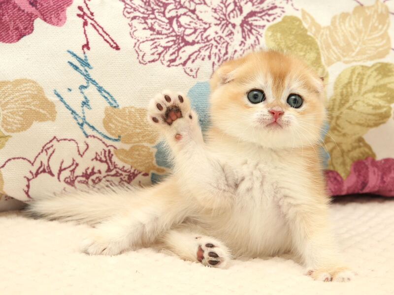Yantar Scottish Fold male black golden chinchilla - live animals