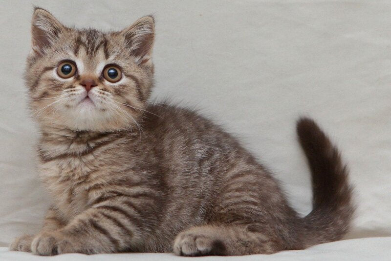 Nalim British Shorthair male, chocolate spotted tabby