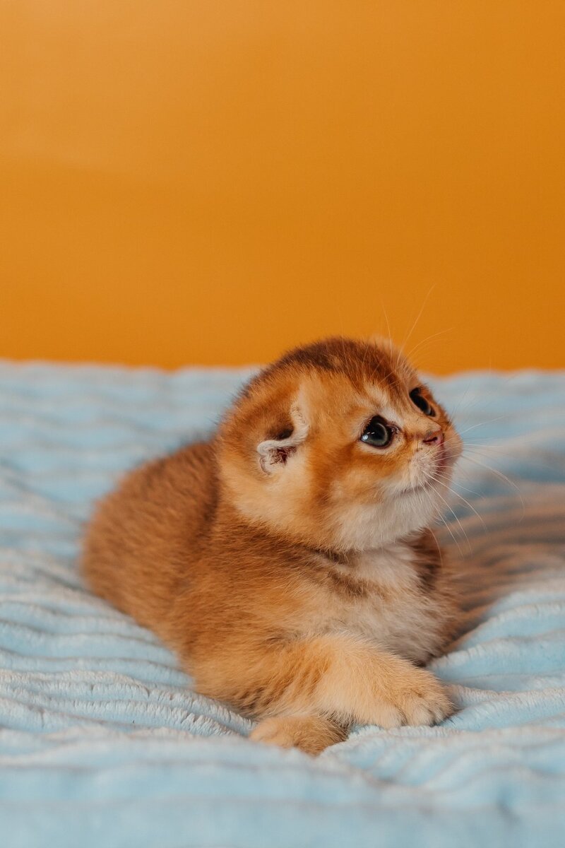 Vangog Scottish Fold male, black golden ticked tabby