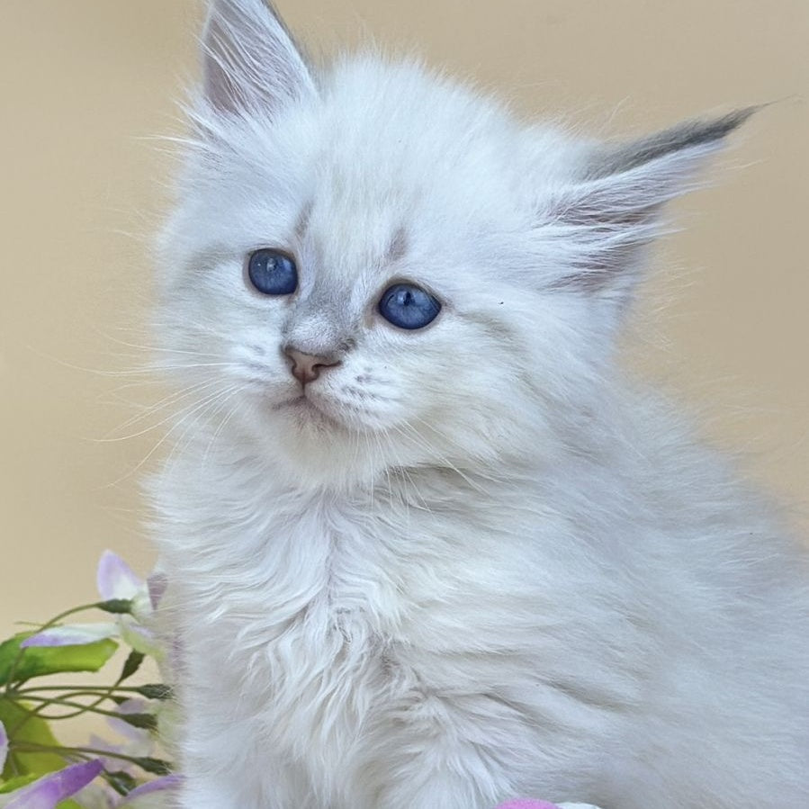 Yuki Siberian female, blue tabby pointed