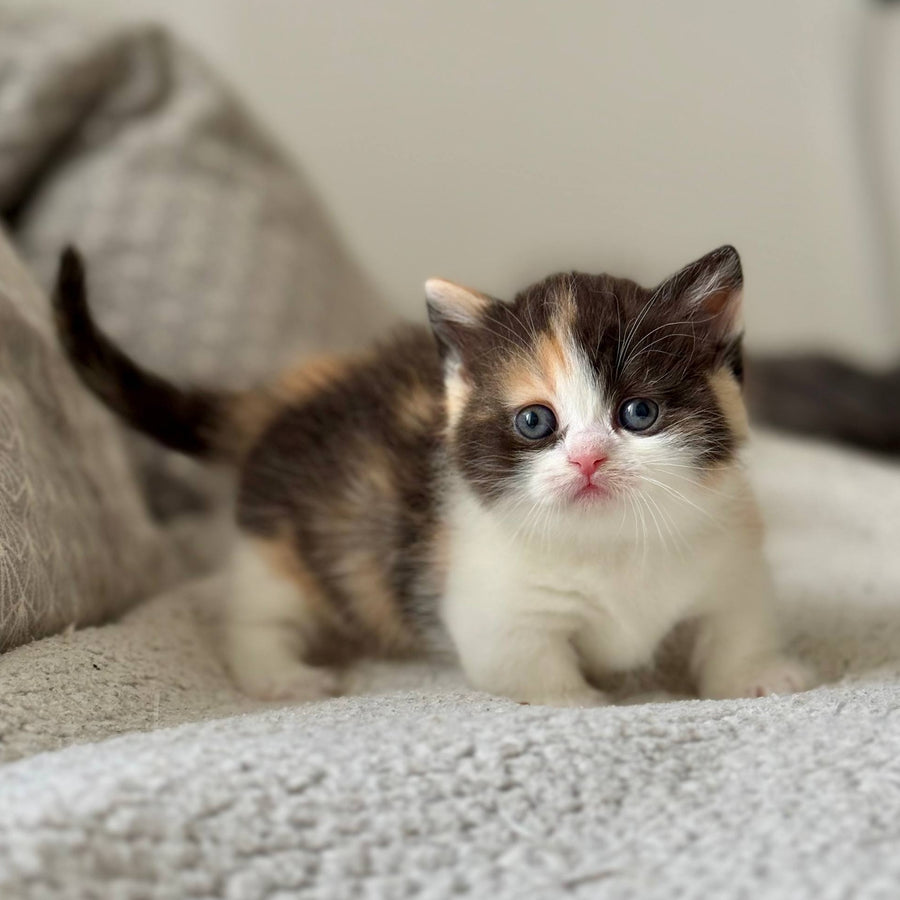 Bibi Munchkin female, black tortie bicolour