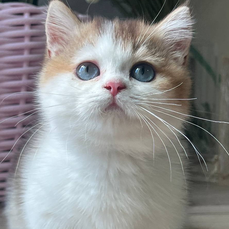 Bingo Munchkin male, chocolate ticked tabby harlequin