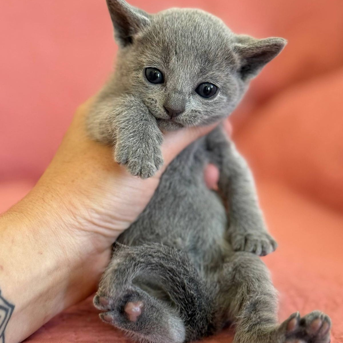 Nona Russian Blue female, blue