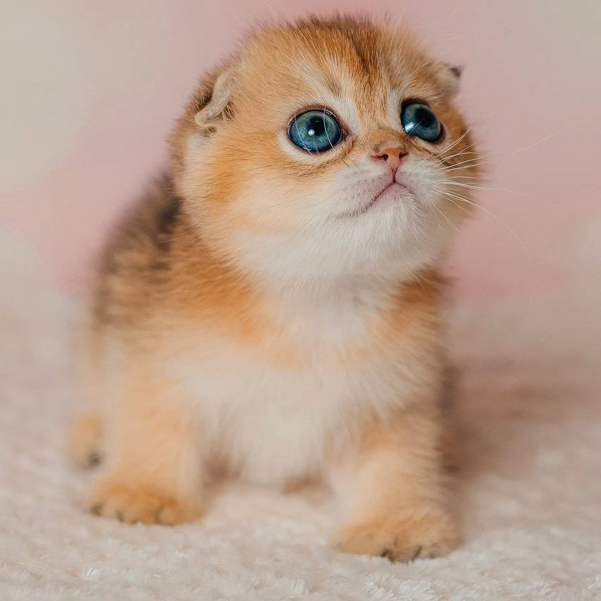 Grace Scottish Fold female, black golden shaded