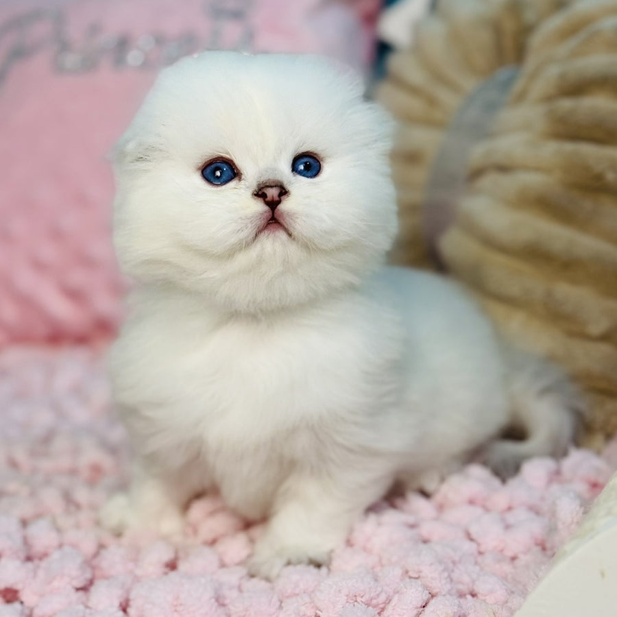 Ice Scottish Fold male, black silver shaded pointed