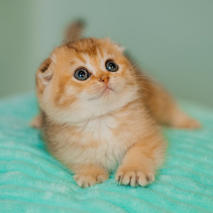 Eva Scottish Fold female, black golden ticked tabby