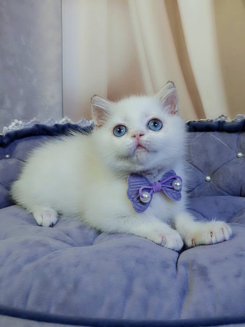Kevin British Shorthair male cinnamon golden chinchilla pointed - live animals