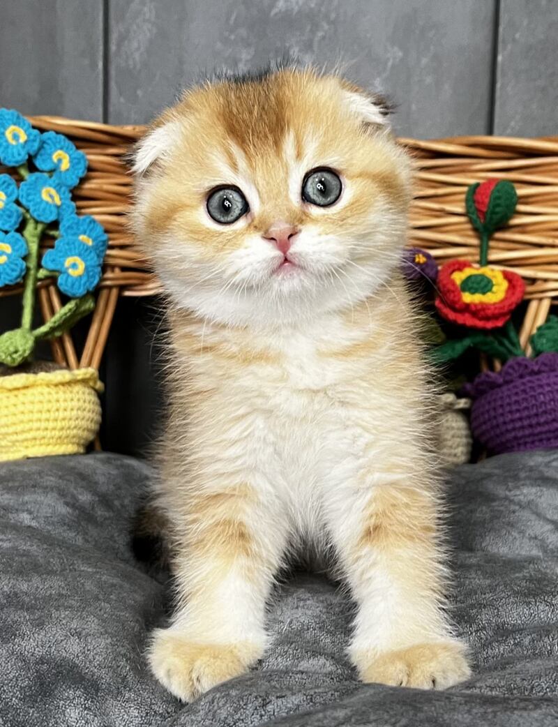 Icar Scottish Fold male black golden ticked tabby live animals