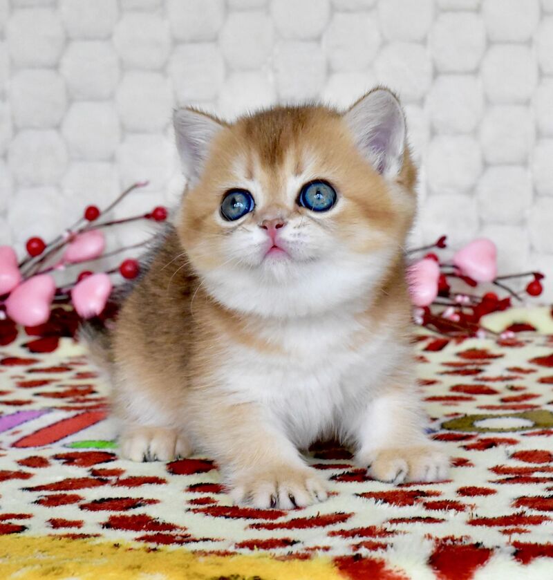 Wayllet British Shorthair female black golden shaded - live animals