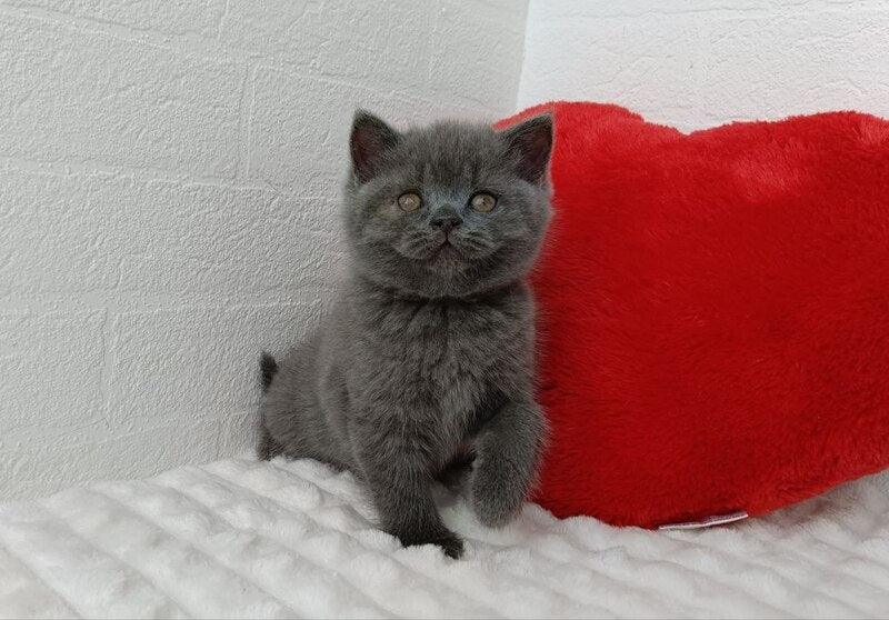Willow Scottish Straight female, blue