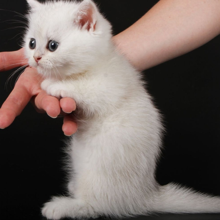 Xevan Munchkin male, black silver shaded