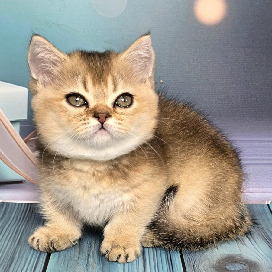 Crumble Munchkin male, black golden shaded