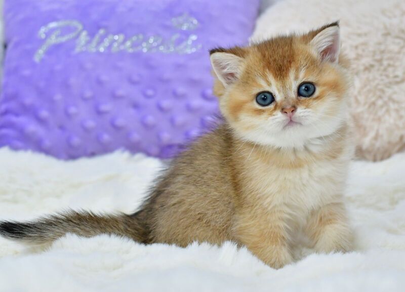 Elvin British Shorthair male, black golden shaded