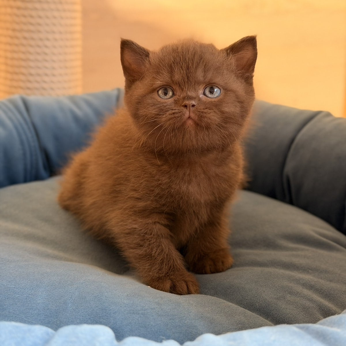 Asher British Shorthair male, chocolate