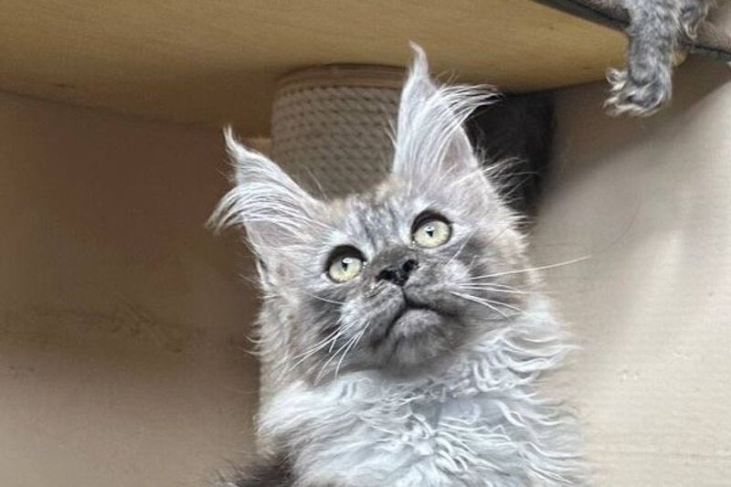 Nemo Maine Coon male black silver - live animals
