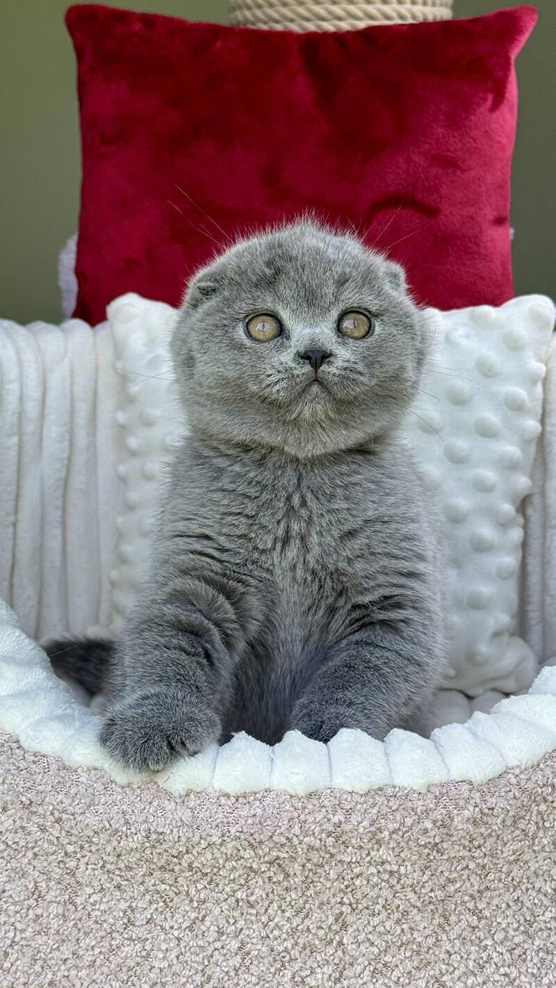 Toby Scottish Fold male, blue
